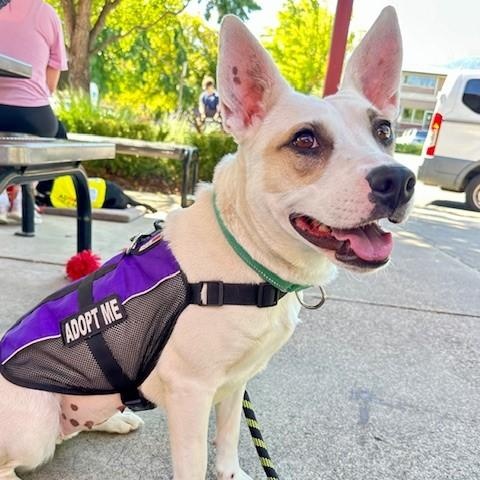 Abigail, an adoptable Terrier, Australian Cattle Dog / Blue Heeler in Phoenix, OR, 97535 | Photo Image 2