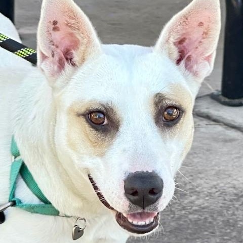 Abigail, an adoptable Terrier, Australian Cattle Dog / Blue Heeler in Phoenix, OR, 97535 | Photo Image 1