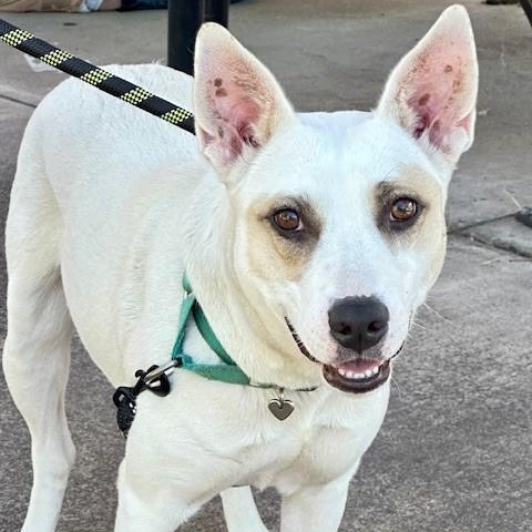 Abigail, an adoptable Terrier, Australian Cattle Dog / Blue Heeler in Phoenix, OR, 97535 | Photo Image 3