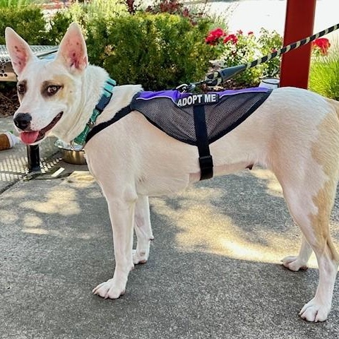 Abigail, an adoptable Terrier, Australian Cattle Dog / Blue Heeler in Phoenix, OR, 97535 | Photo Image 4