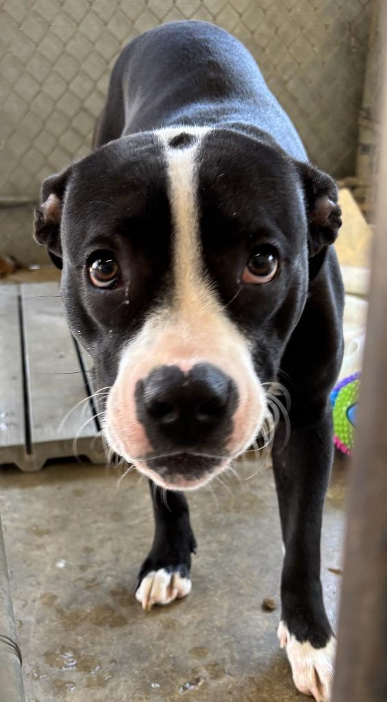 Enlarge Koba, a Adoptable mixed breed in Saint Clairsville, OH image 2/3