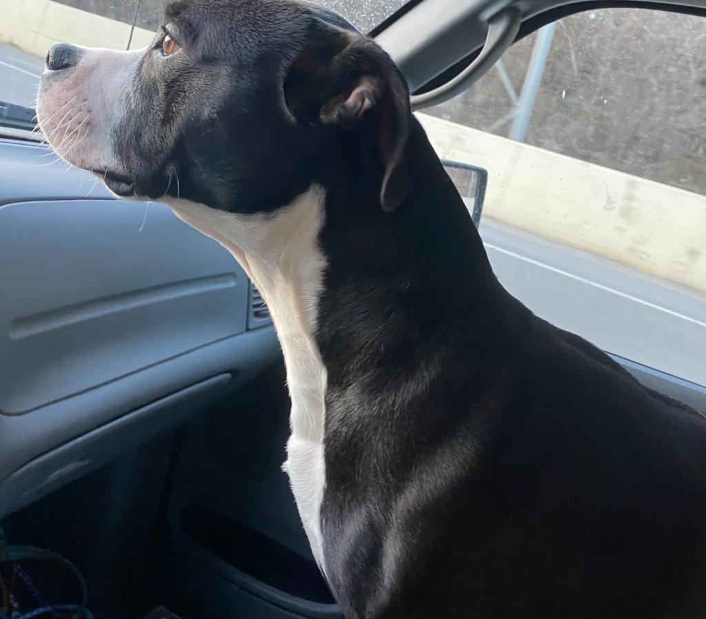 Enlarge Koba, a Adoptable mixed breed in Saint Clairsville, OH image 1/3