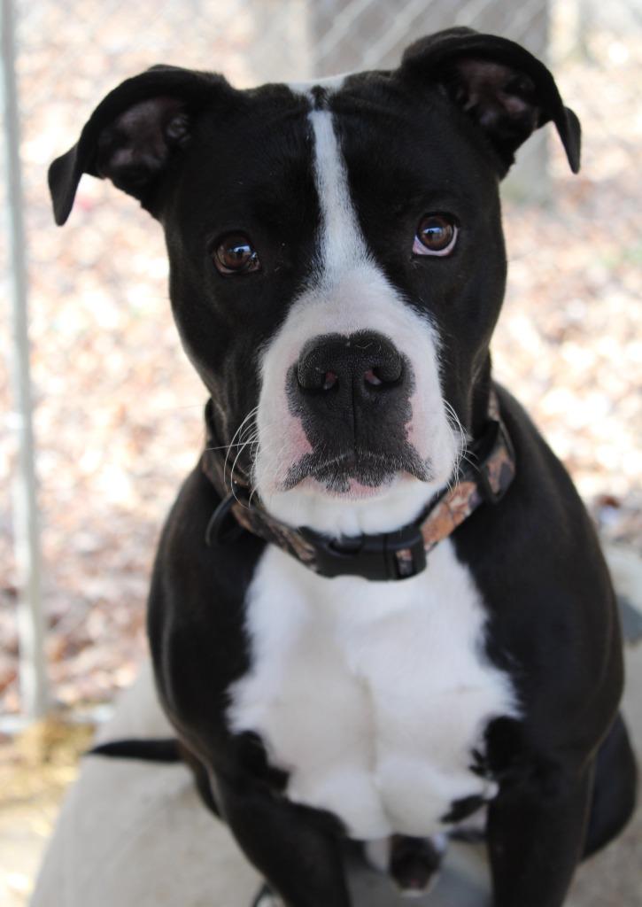 Enlarge Koba, a Adoptable mixed breed in Saint Clairsville, OH image 3/3