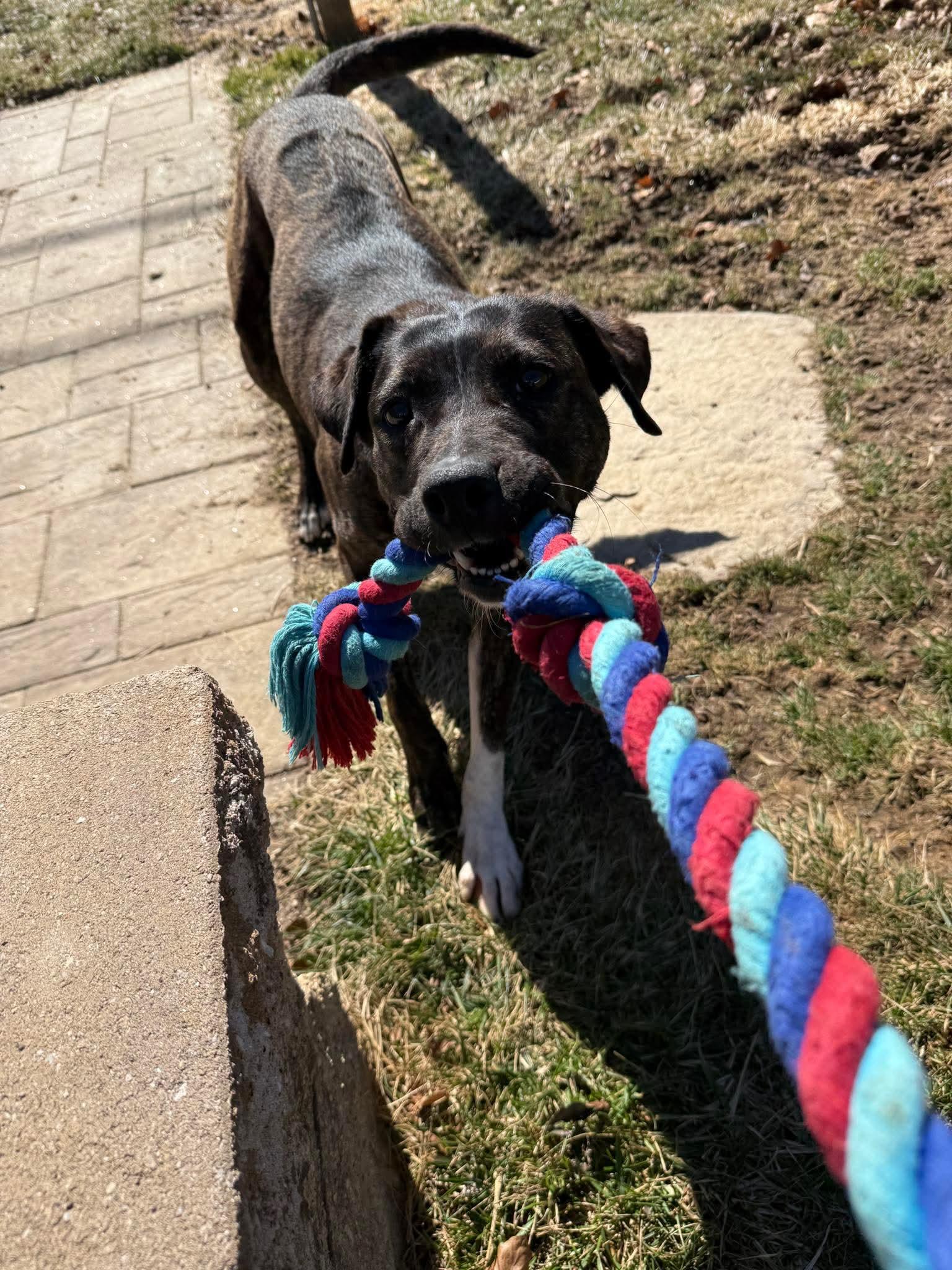 Enlarge Sable, a ADOPTABLE mixed breed in Bethlehem, PA image 1/6