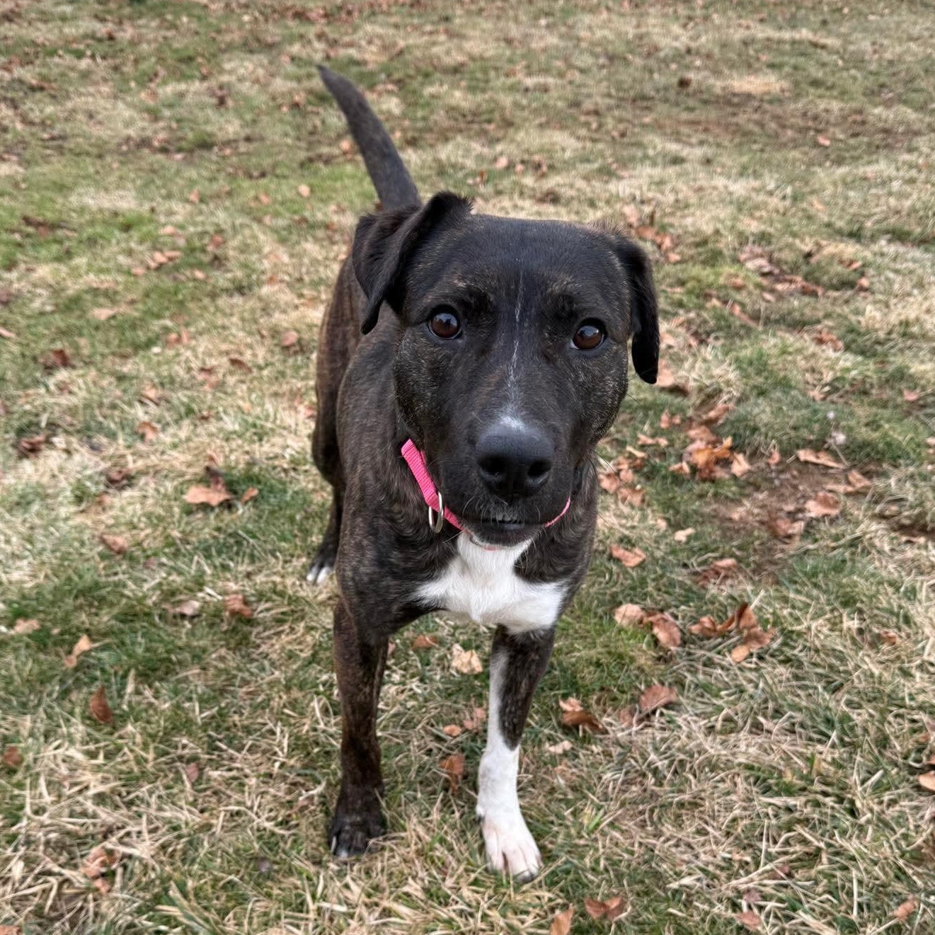 Enlarge Sable, a ADOPTABLE mixed breed in Bethlehem, PA image 3/6