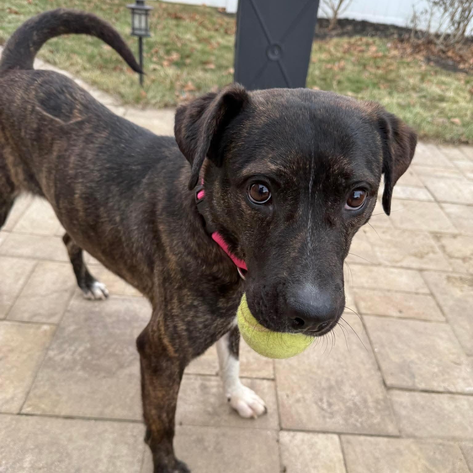Enlarge Sable, a ADOPTABLE mixed breed in Bethlehem, PA image 2/6