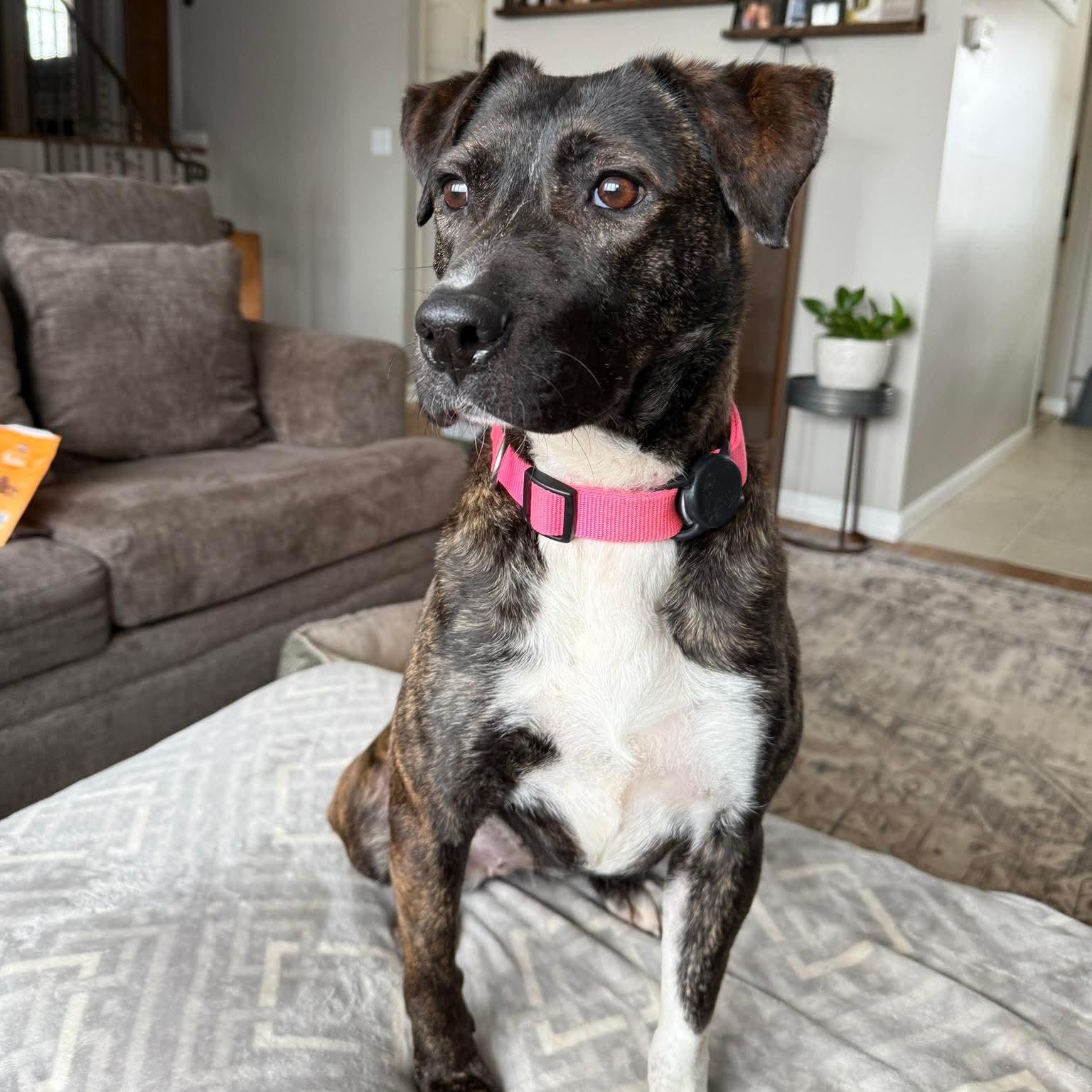 Enlarge Sable, a ADOPTABLE mixed breed in Bethlehem, PA image 4/6