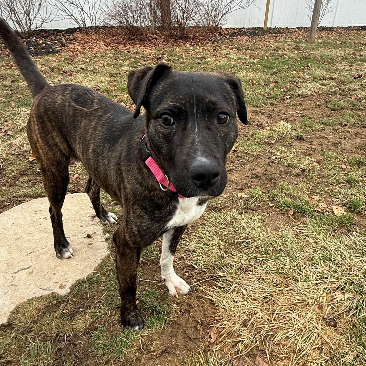 Enlarge Sable, a ADOPTABLE mixed breed in Bethlehem, PA image 5/6