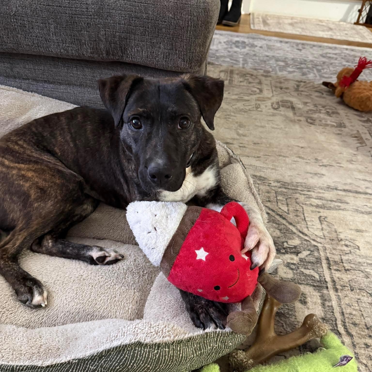 Enlarge Sable, a ADOPTABLE mixed breed in Bethlehem, PA image 6/6