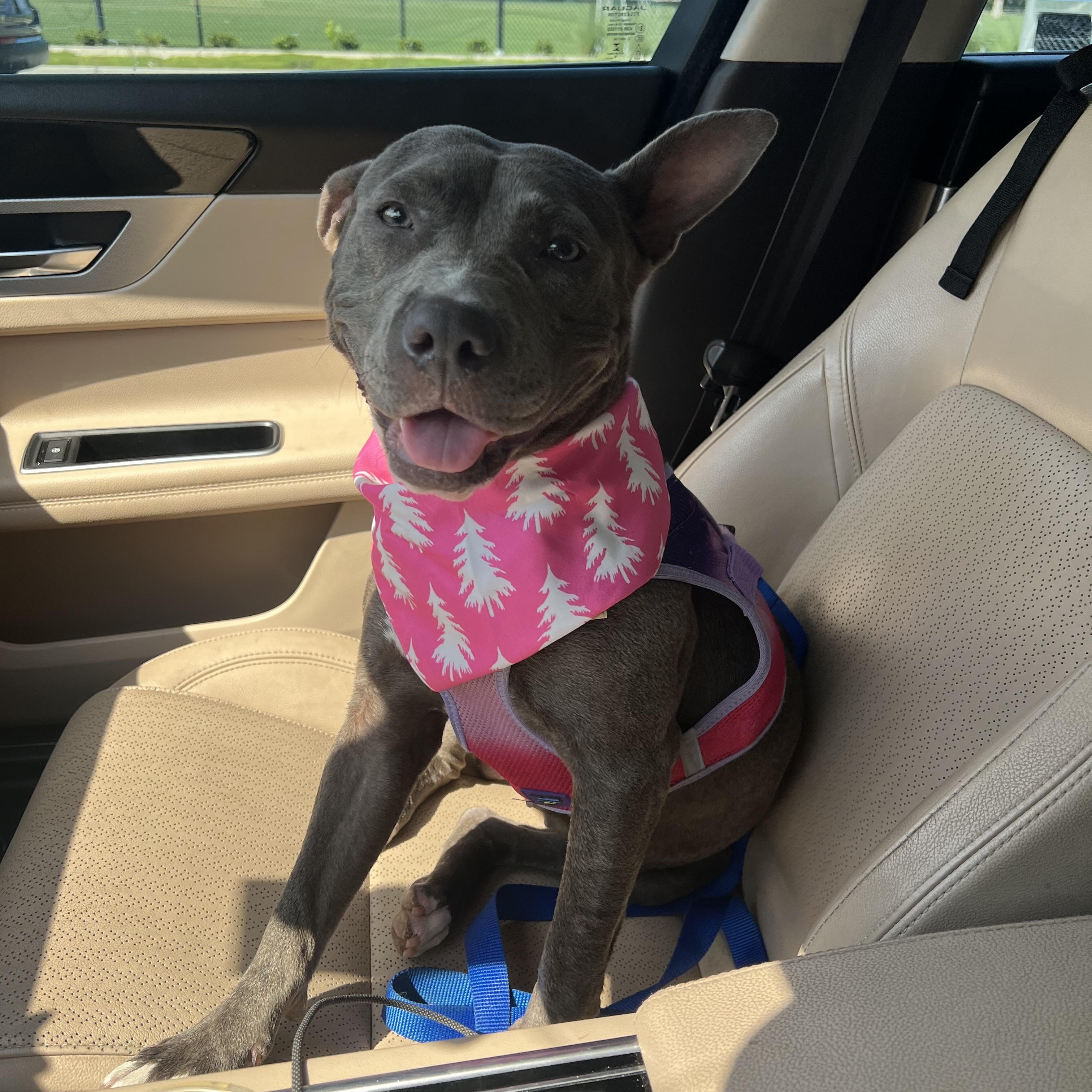 Layla, Adoptable, Young Female Pit Bull Terrier.