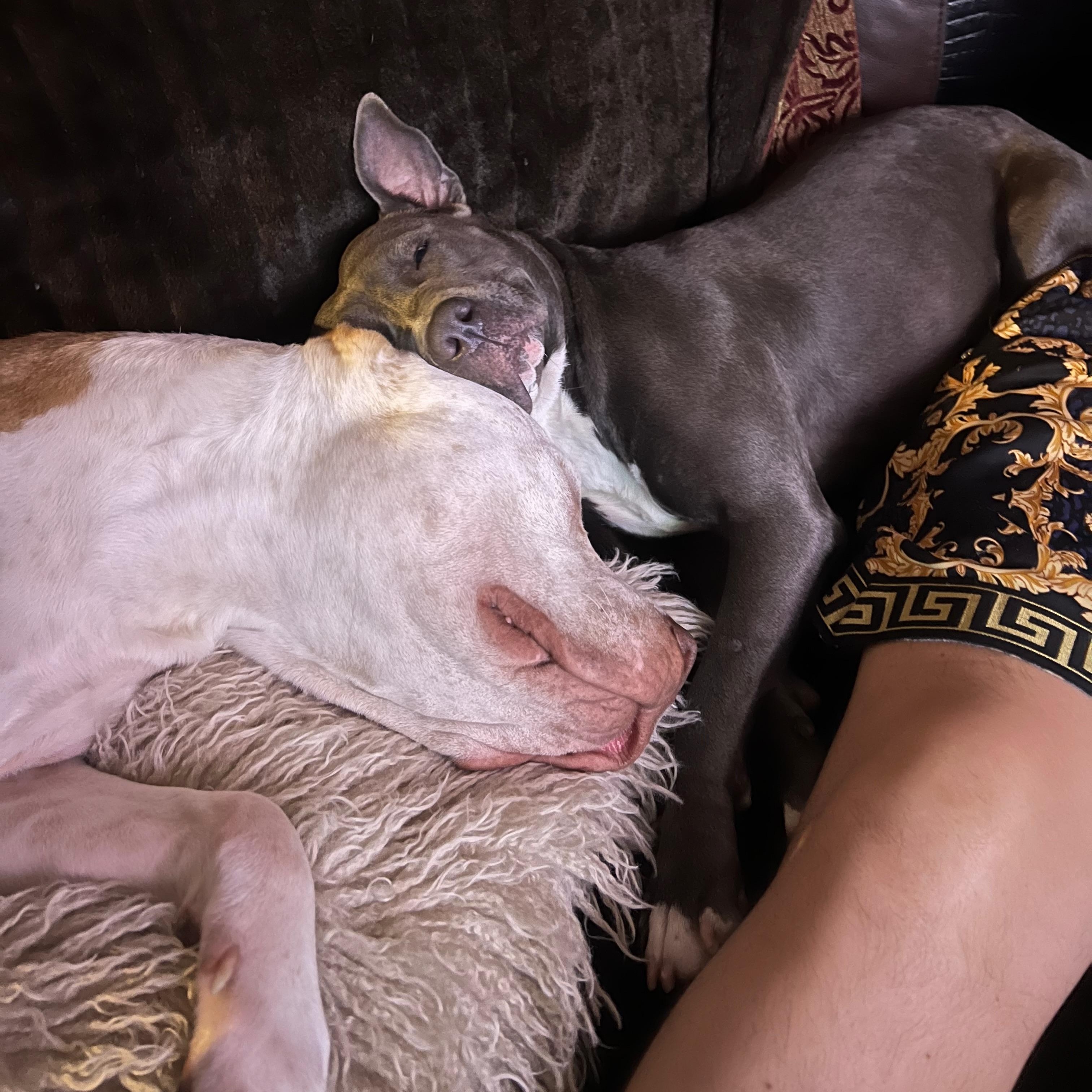 Enlarge Layla, a Adoptable Pit Bull Terrier in Celina, TX image 3/5