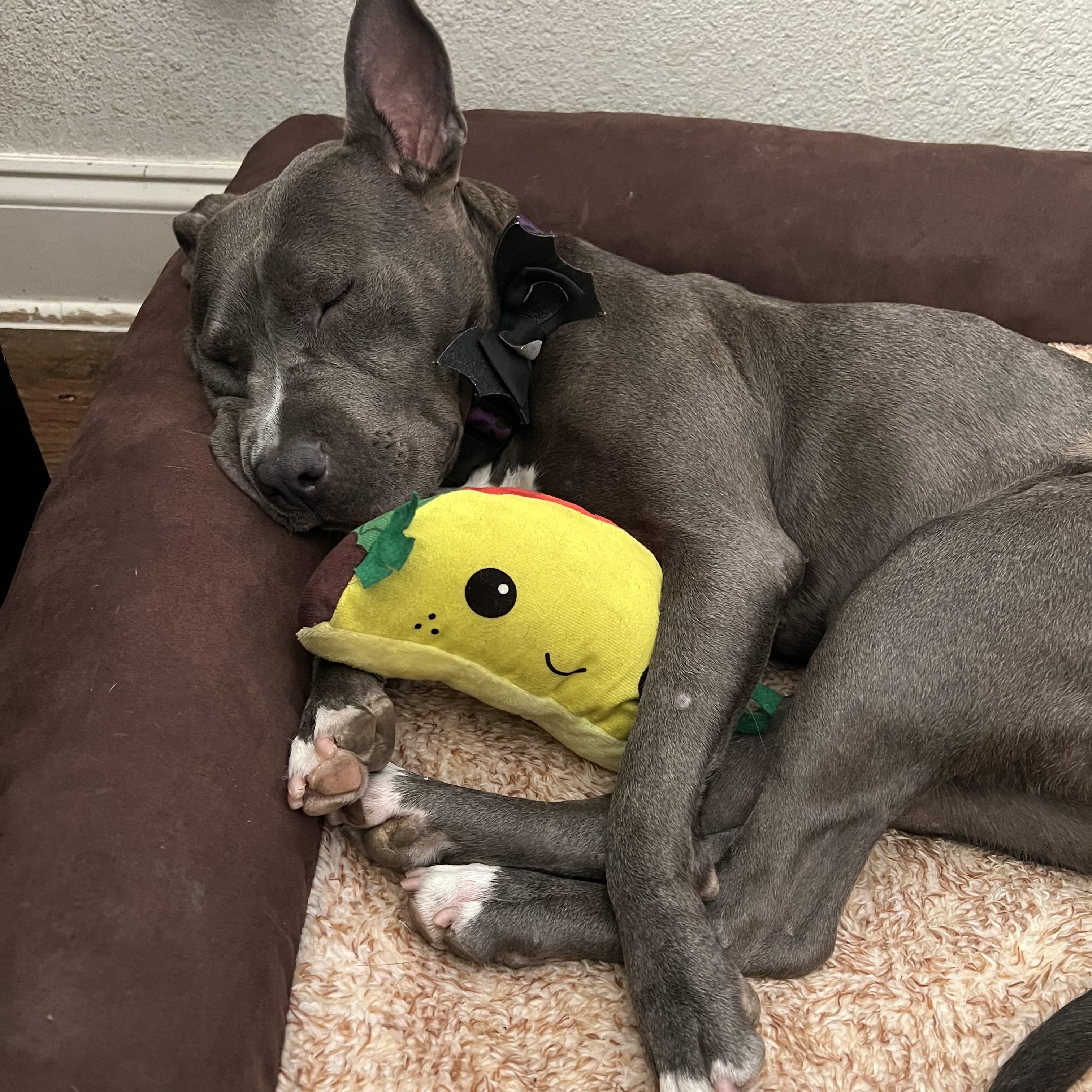 Enlarge Layla, a Adoptable Pit Bull Terrier in Celina, TX image 4/5