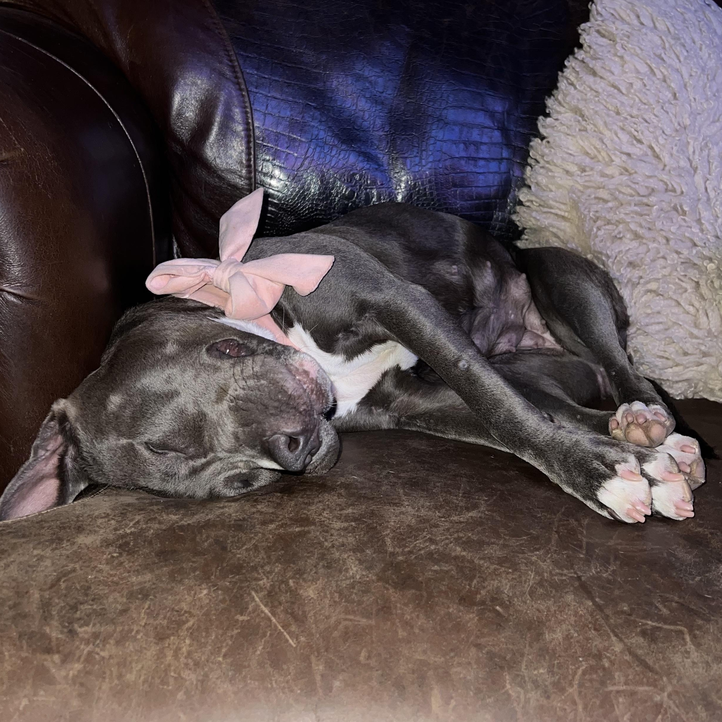 Enlarge Layla, a Adoptable Pit Bull Terrier in Celina, TX image 2/5