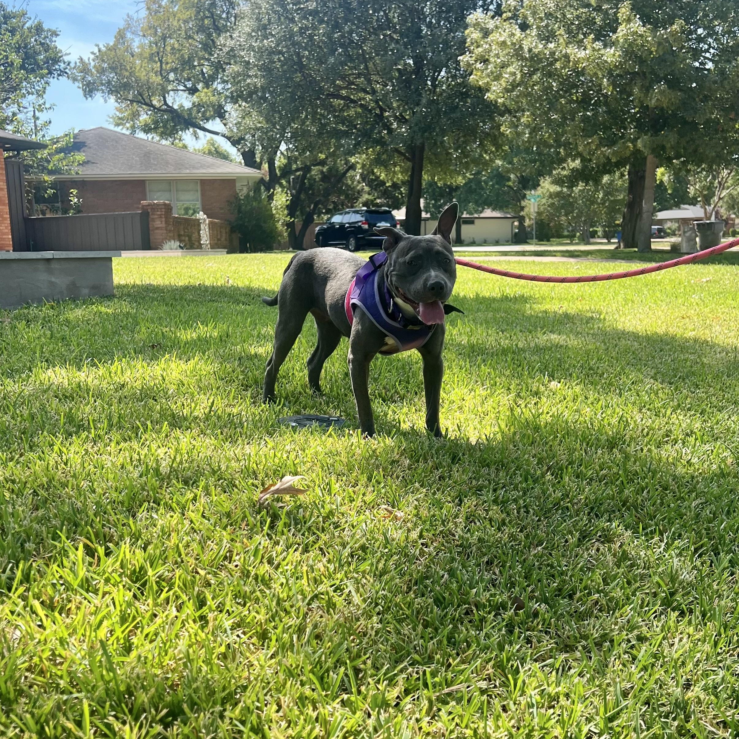 Enlarge Layla, a Adoptable Pit Bull Terrier in Celina, TX image 5/5