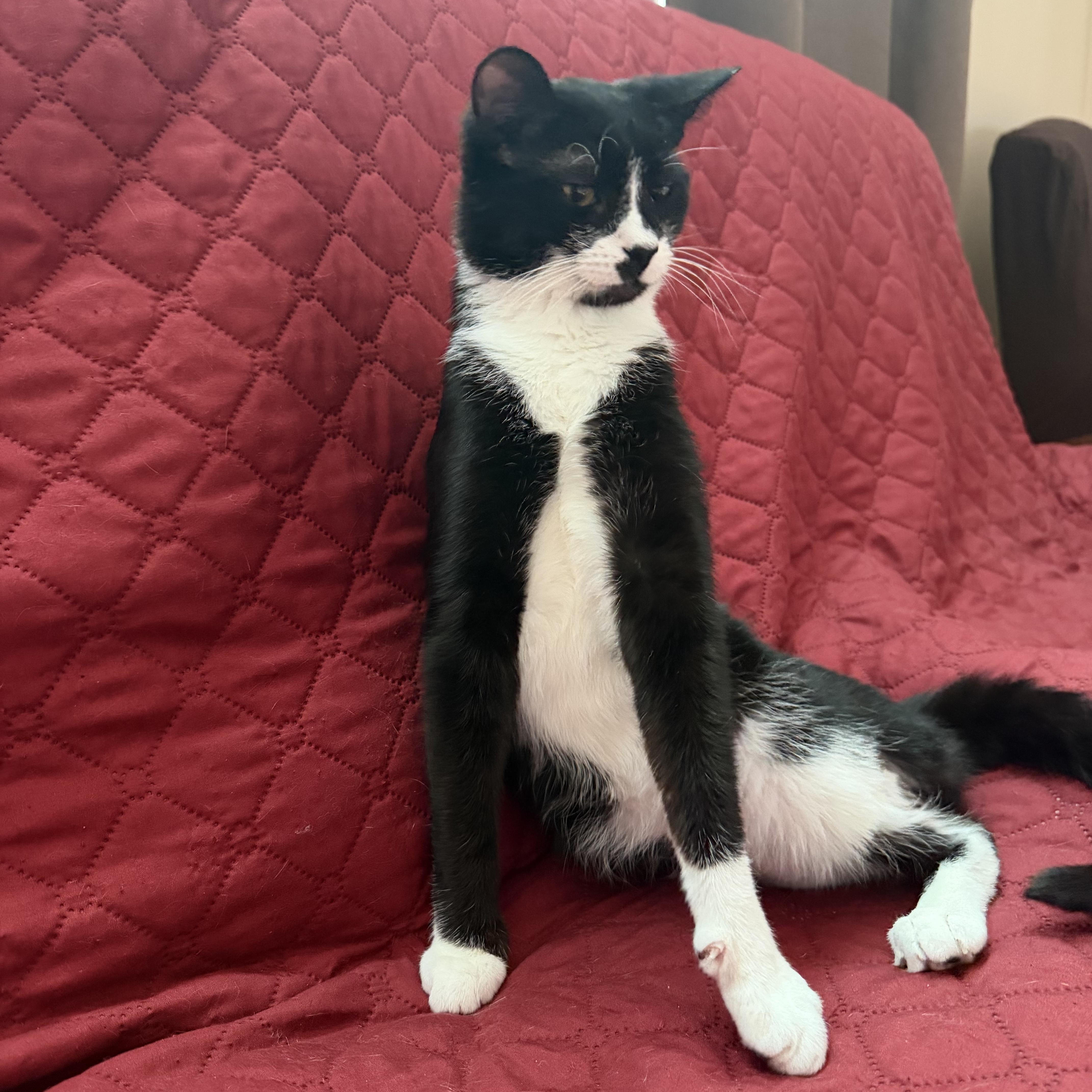 Charlie, a ADOPTABLE mixed breed in Glenmont, NY image 2/6