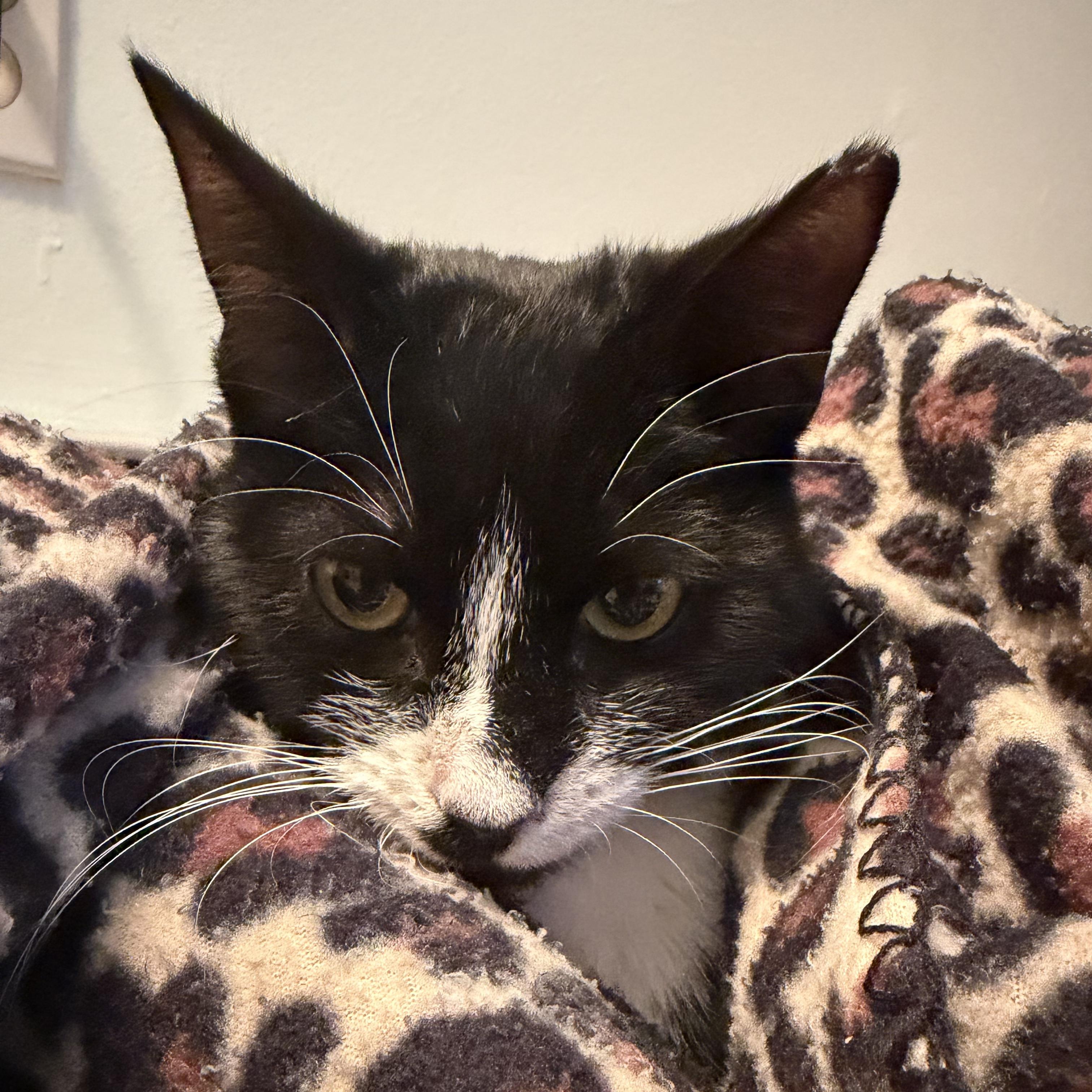 Charlie, ADOPTABLE, Kitten Male Domestic Short Hair.