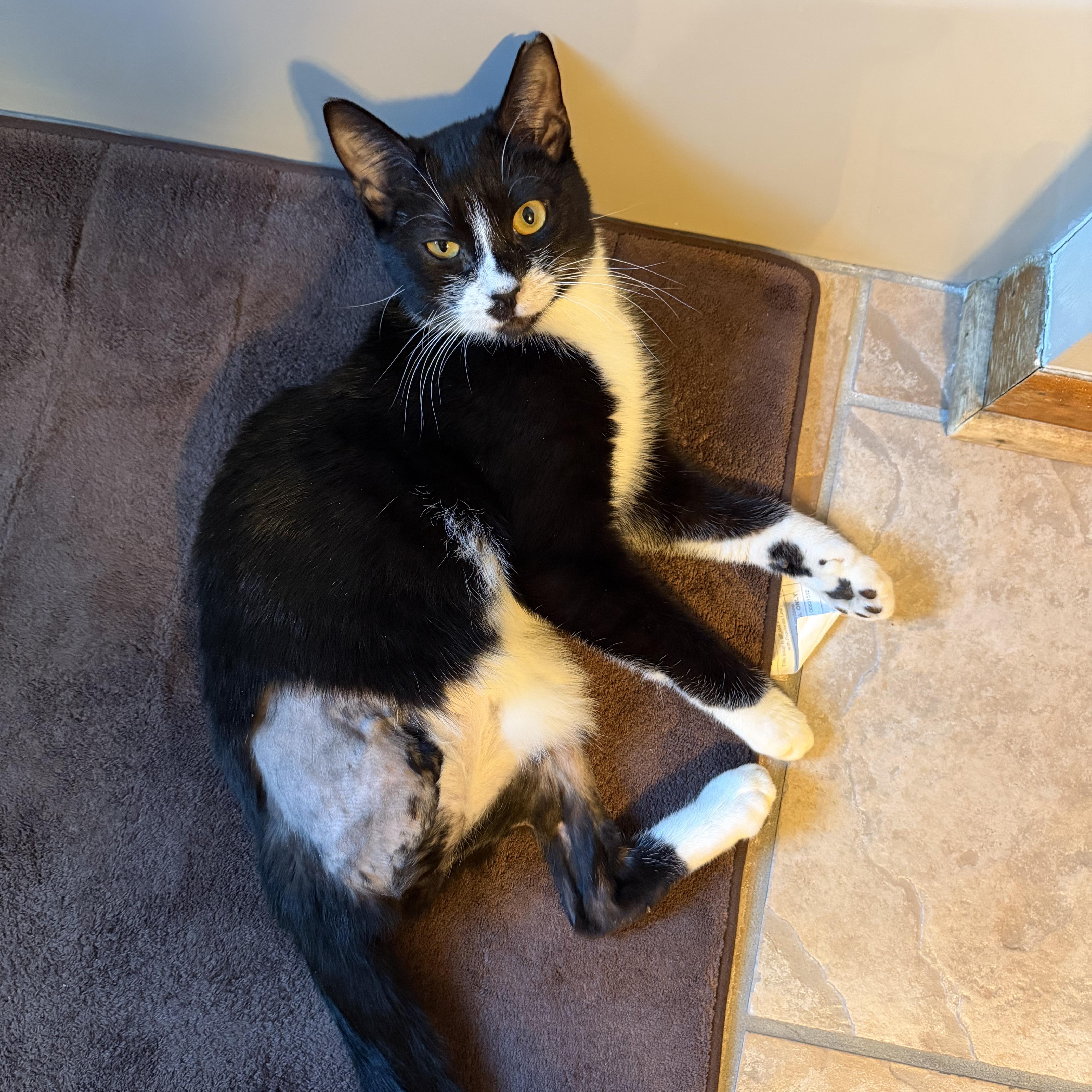 Charlie, a ADOPTABLE mixed breed in Glenmont, NY image 3/6