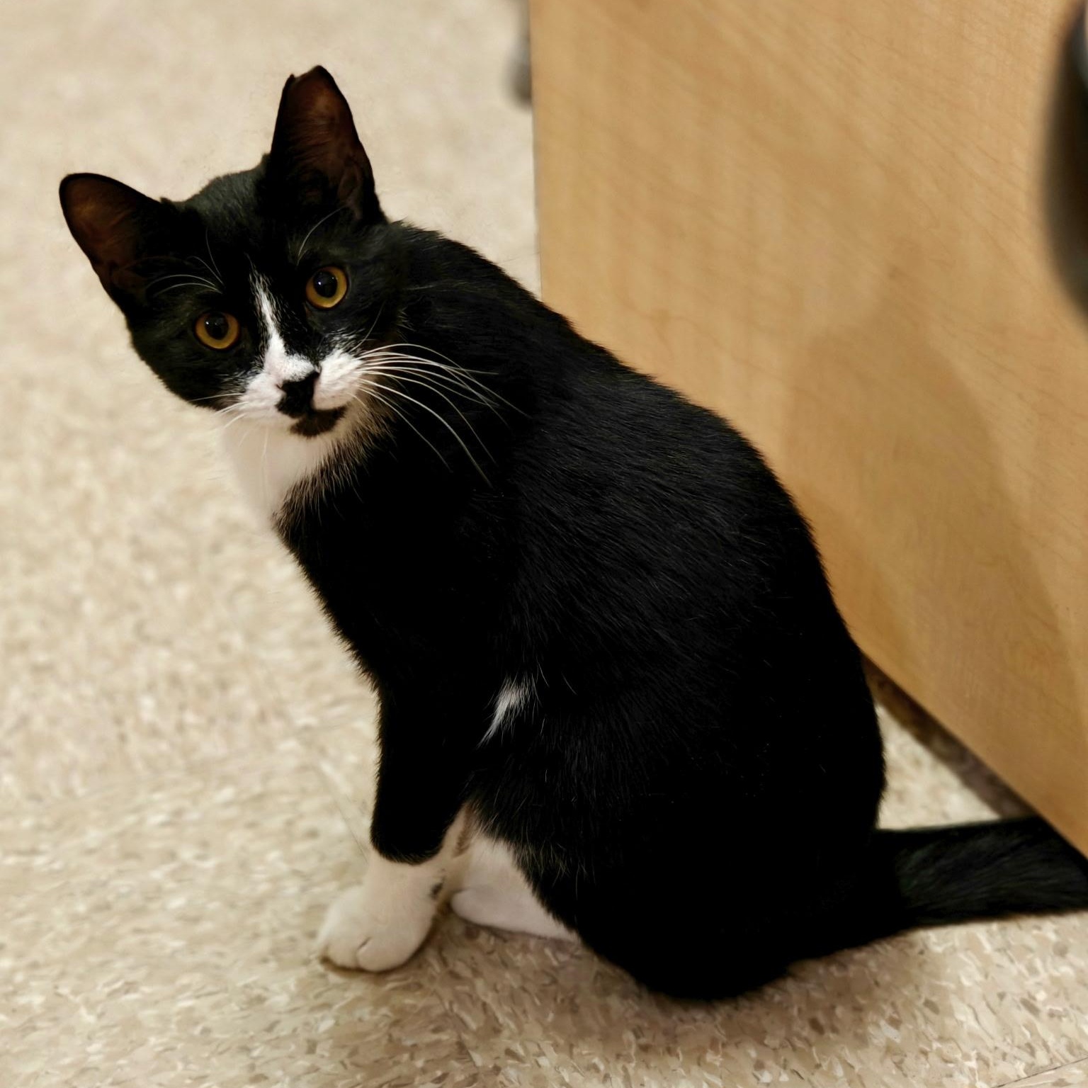 Charlie, a ADOPTABLE mixed breed in Glenmont, NY image 6/6