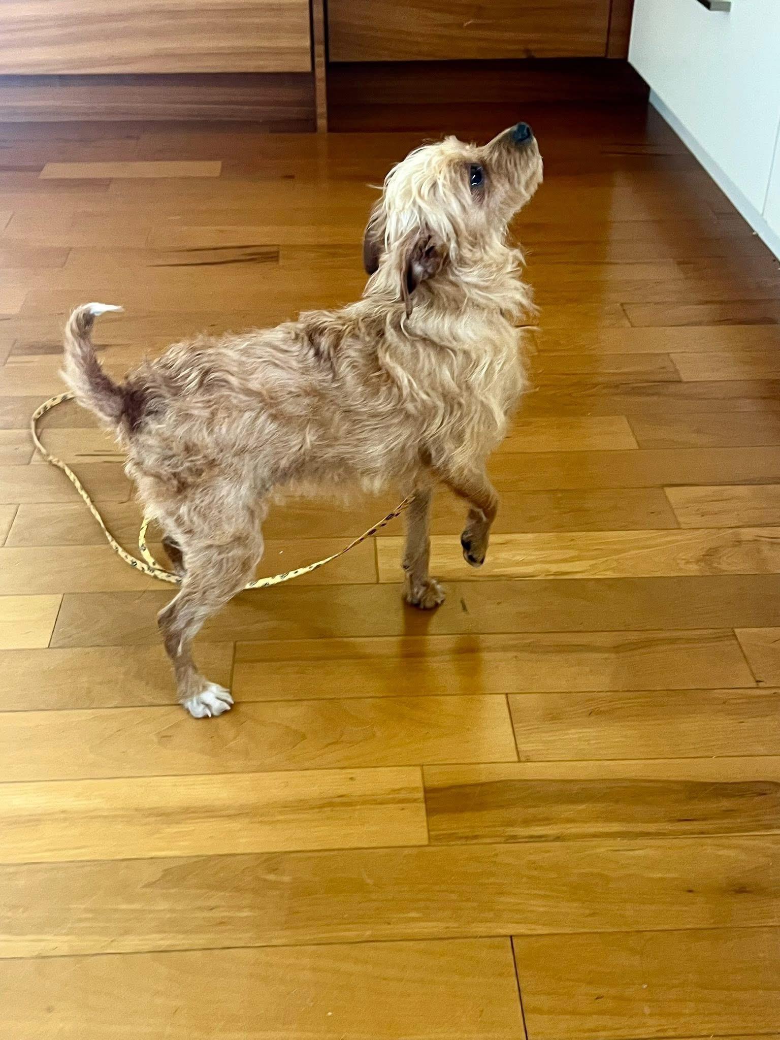 Pammie, an adopted Yorkshire Terrier in Woodbury, NJ image 3/5