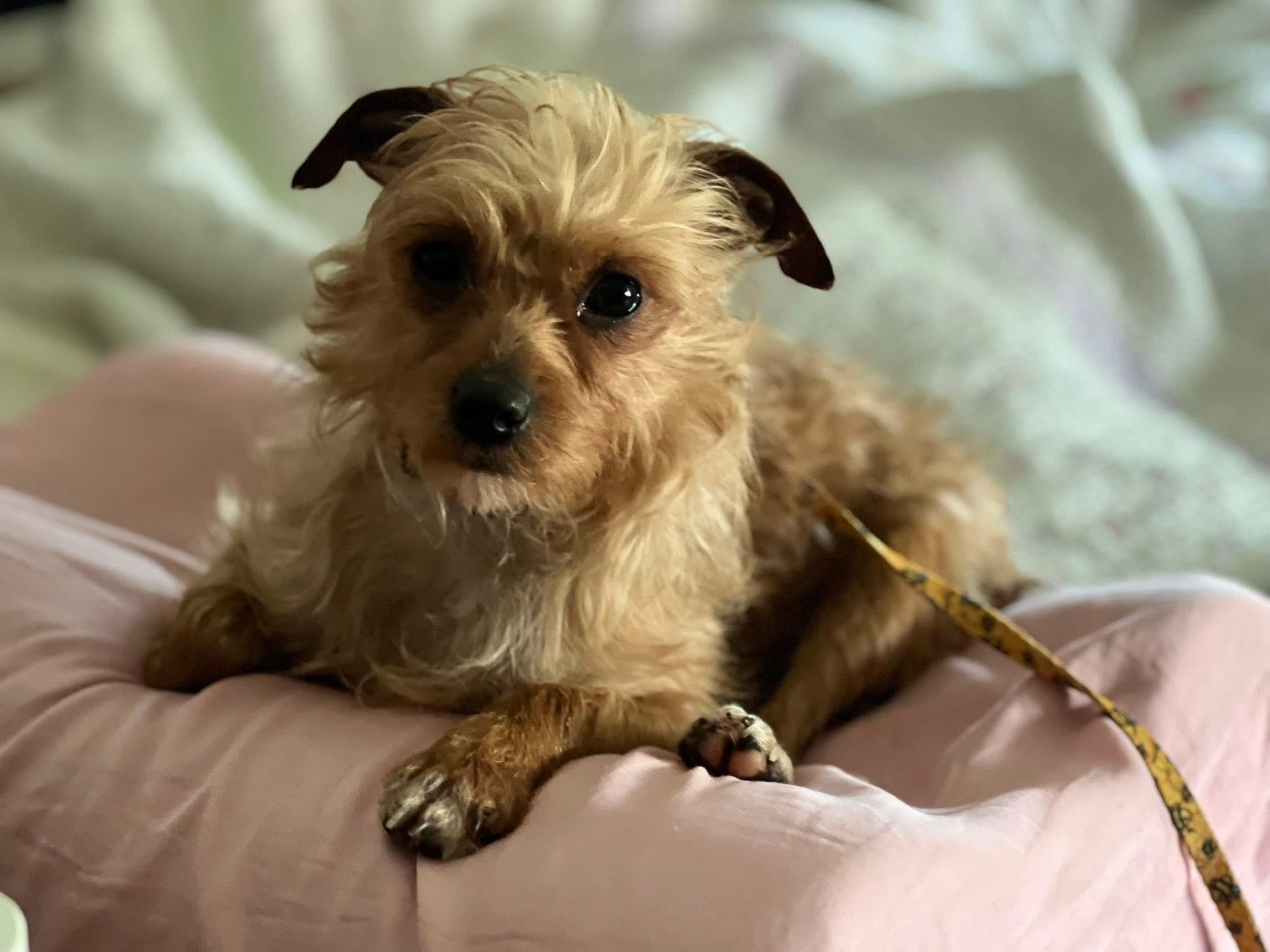 Pammie, an adopted Yorkshire Terrier in Woodbury, NJ image 5/5