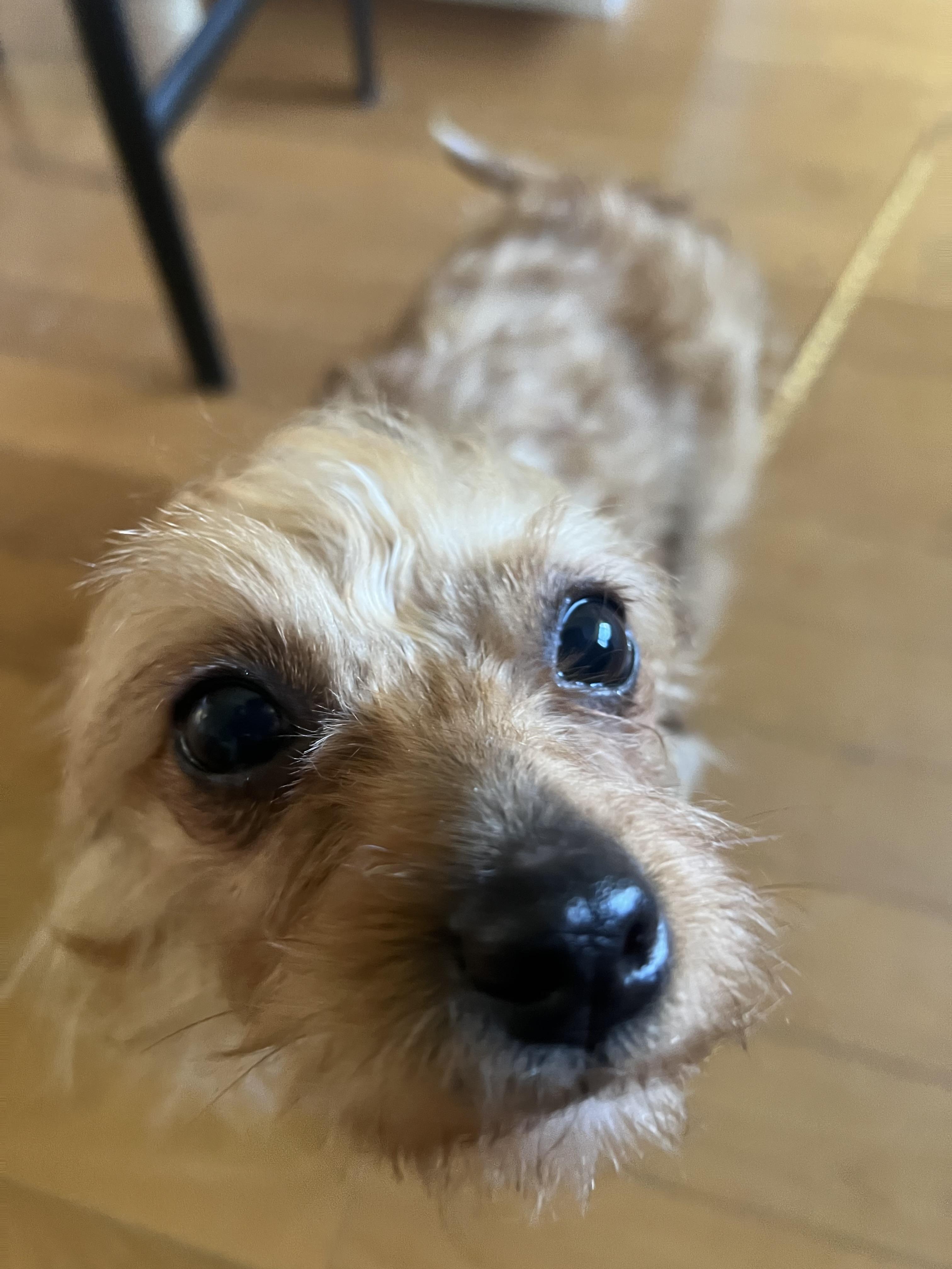 Pammie, an adopted Yorkshire Terrier in Woodbury, NJ image 4/5