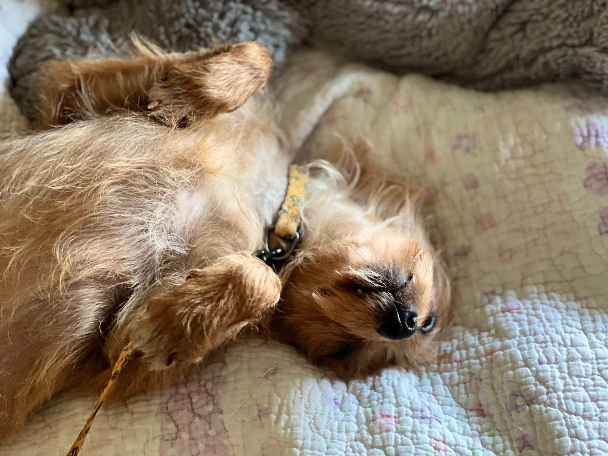 Pammie, an adopted Yorkshire Terrier in Woodbury, NJ image 1/5