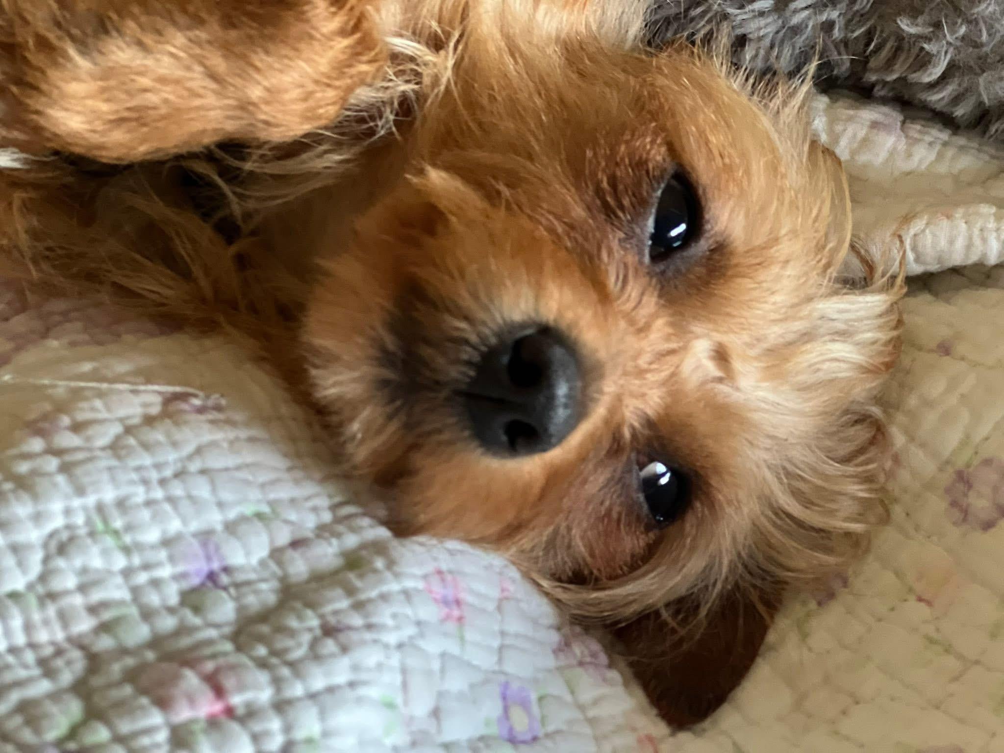 Pammie, an adopted Yorkshire Terrier in Woodbury, NJ image 2/5