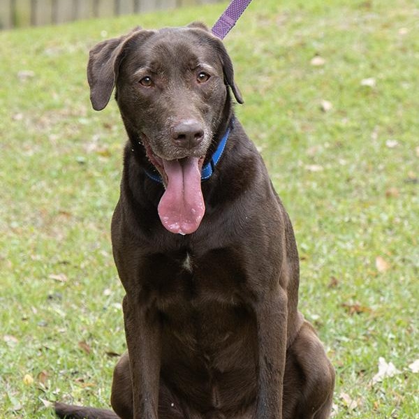 Enlarge Mylo Reid, a Adoptable Labrador Retriever in Slidell, LA image 2/4