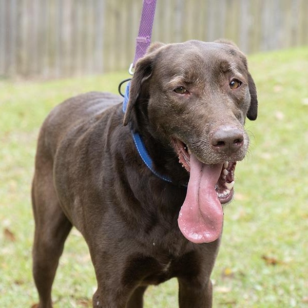 Mylo Reid, Adoptable, Adult Male Labrador Retriever.
