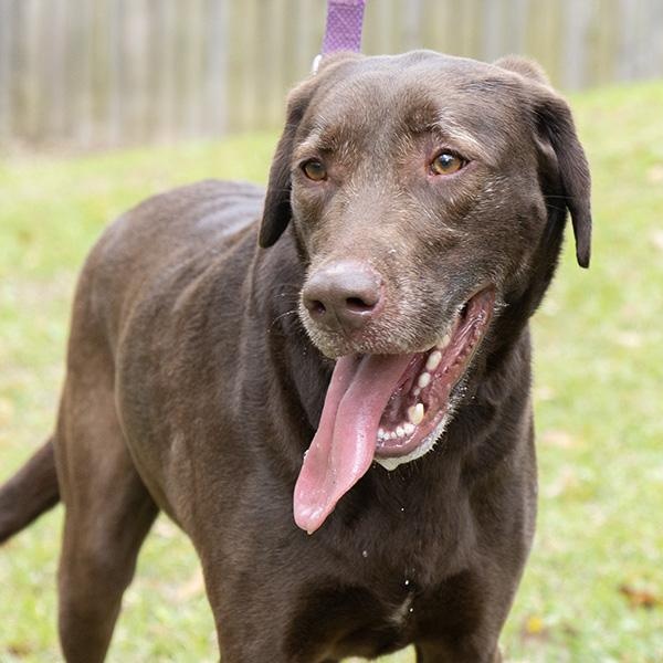 Enlarge Mylo Reid, a Adoptable Labrador Retriever in Slidell, LA image 4/4