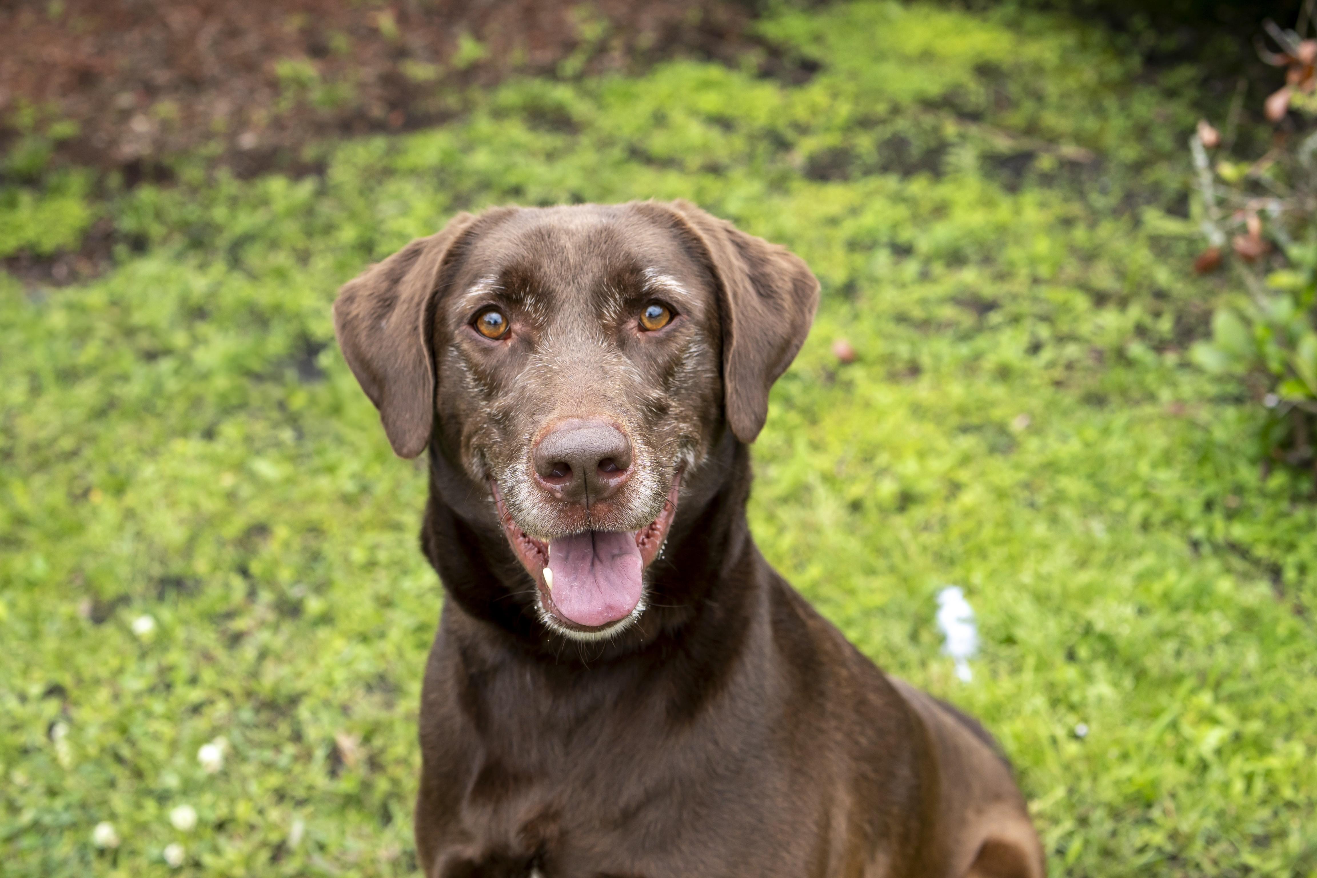 Mylo Reid, Adult Male Labrador Retriever