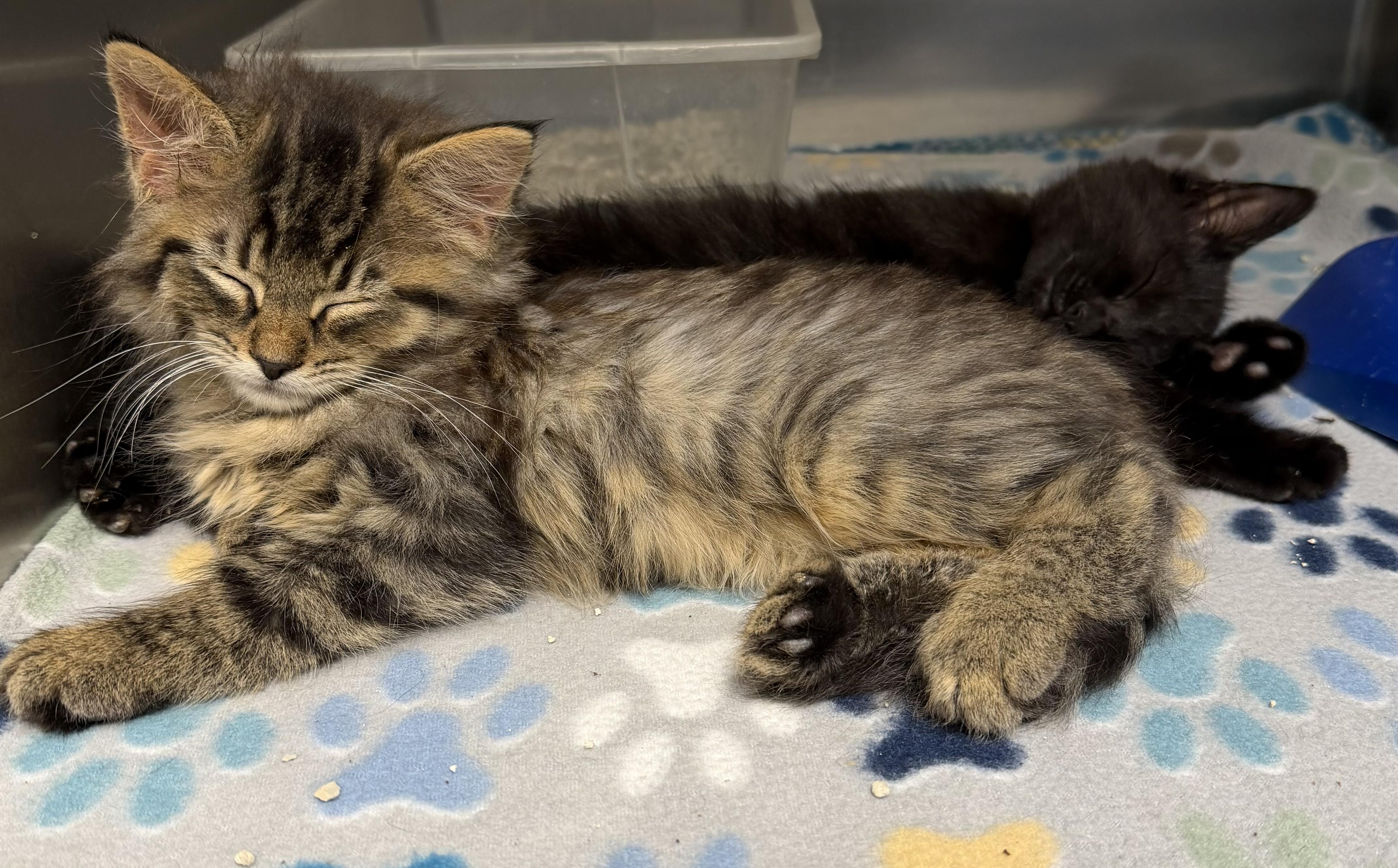 Enlarge Sparrow & Raven (bonded siblings), a ADOPTABLE mixed breed in Brownsville, PA image 1/4