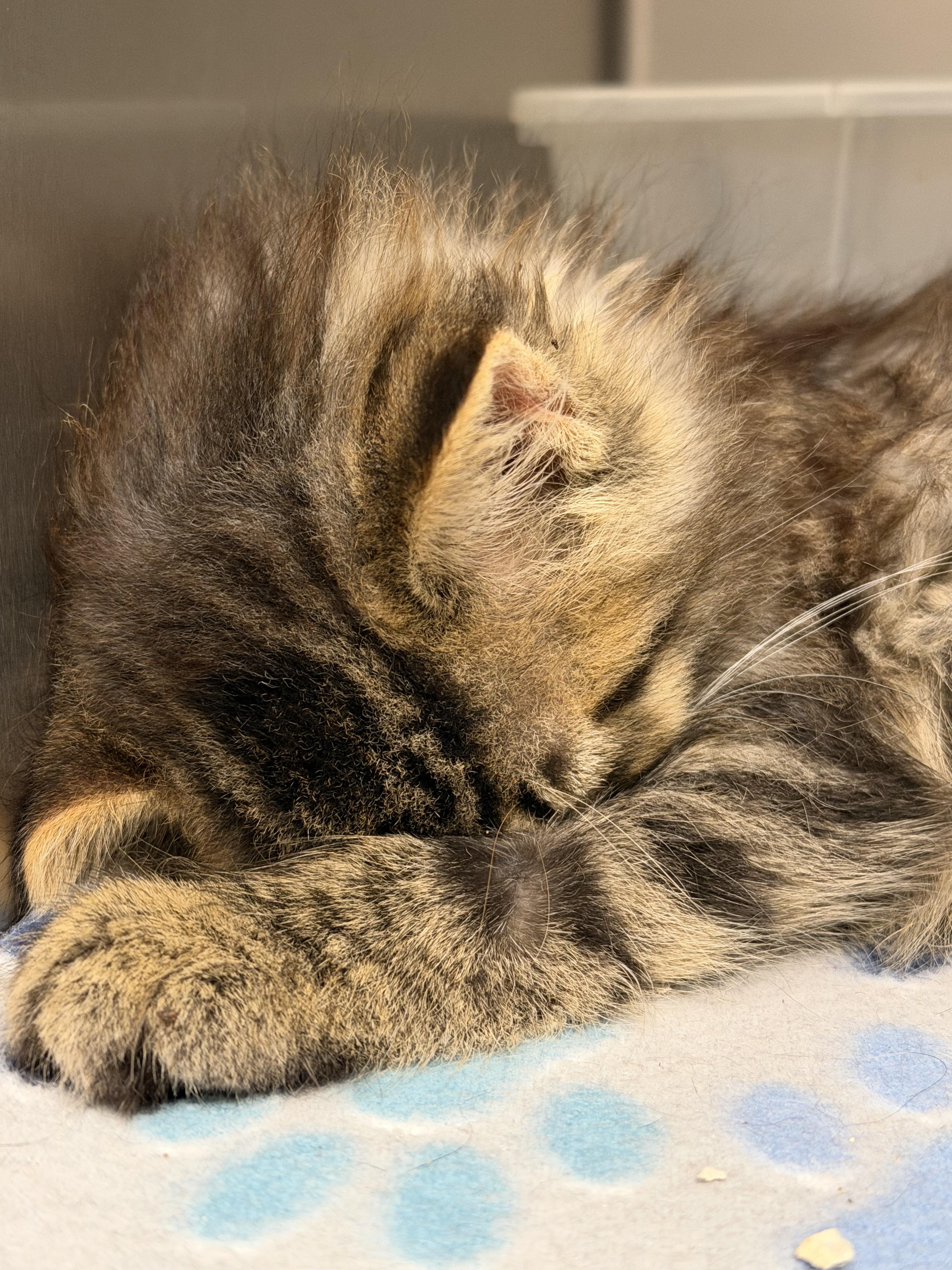 Enlarge Sparrow & Raven (bonded siblings), a ADOPTABLE mixed breed in Brownsville, PA image 2/4