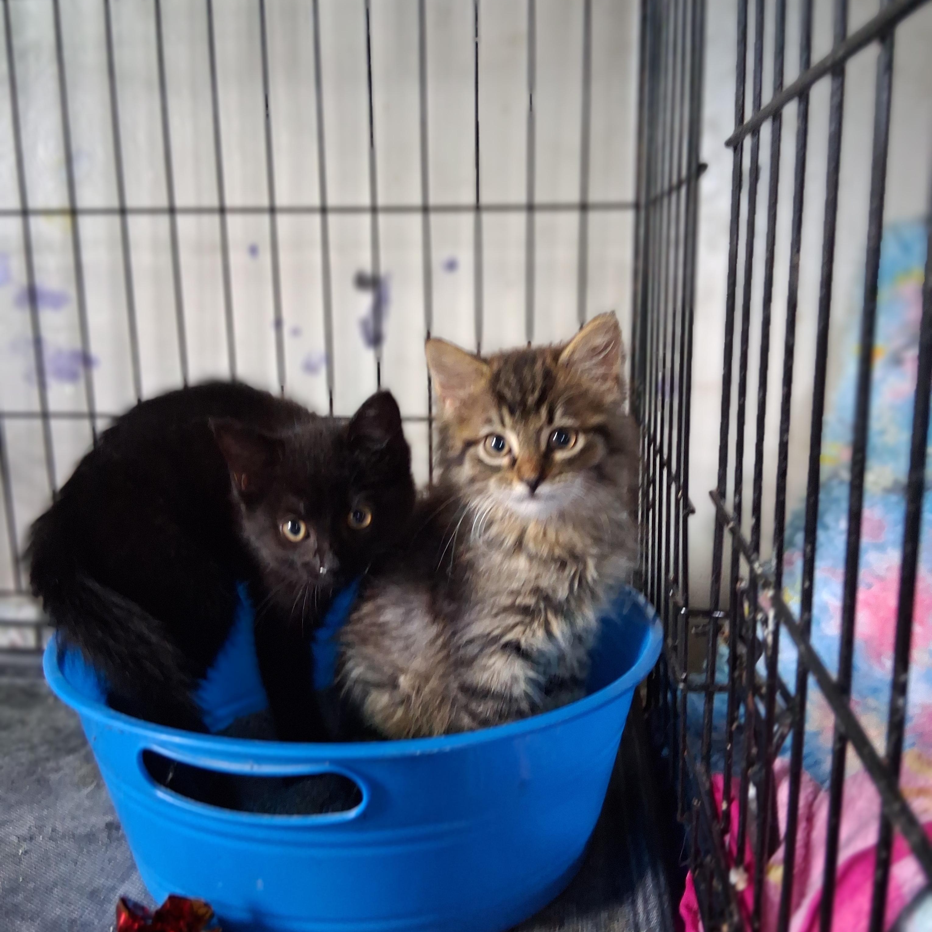 Enlarge Sparrow & Raven (bonded siblings), a ADOPTABLE mixed breed in Brownsville, PA image 3/4