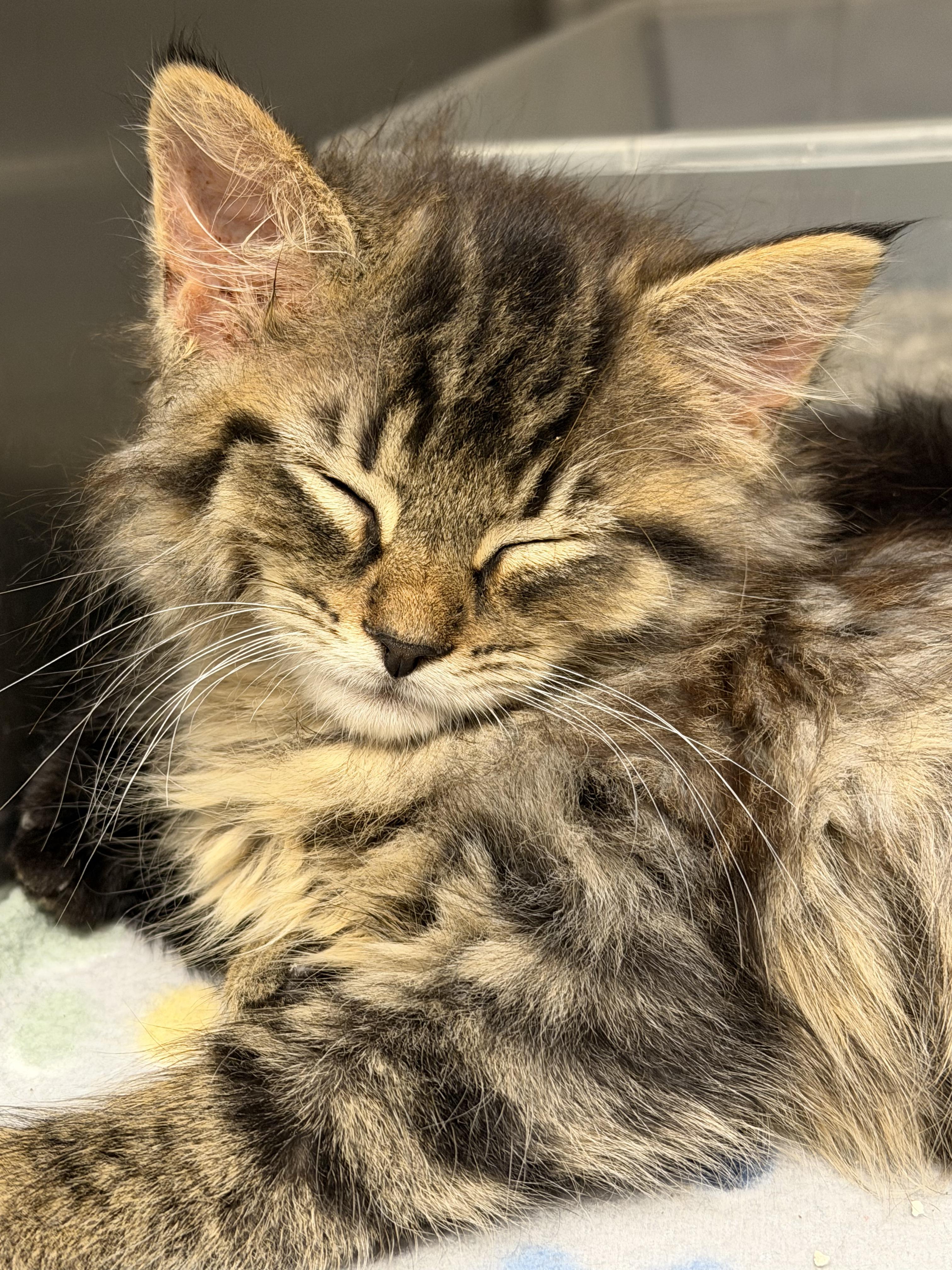 Enlarge Sparrow & Raven (bonded siblings), a ADOPTABLE mixed breed in Brownsville, PA image 4/4