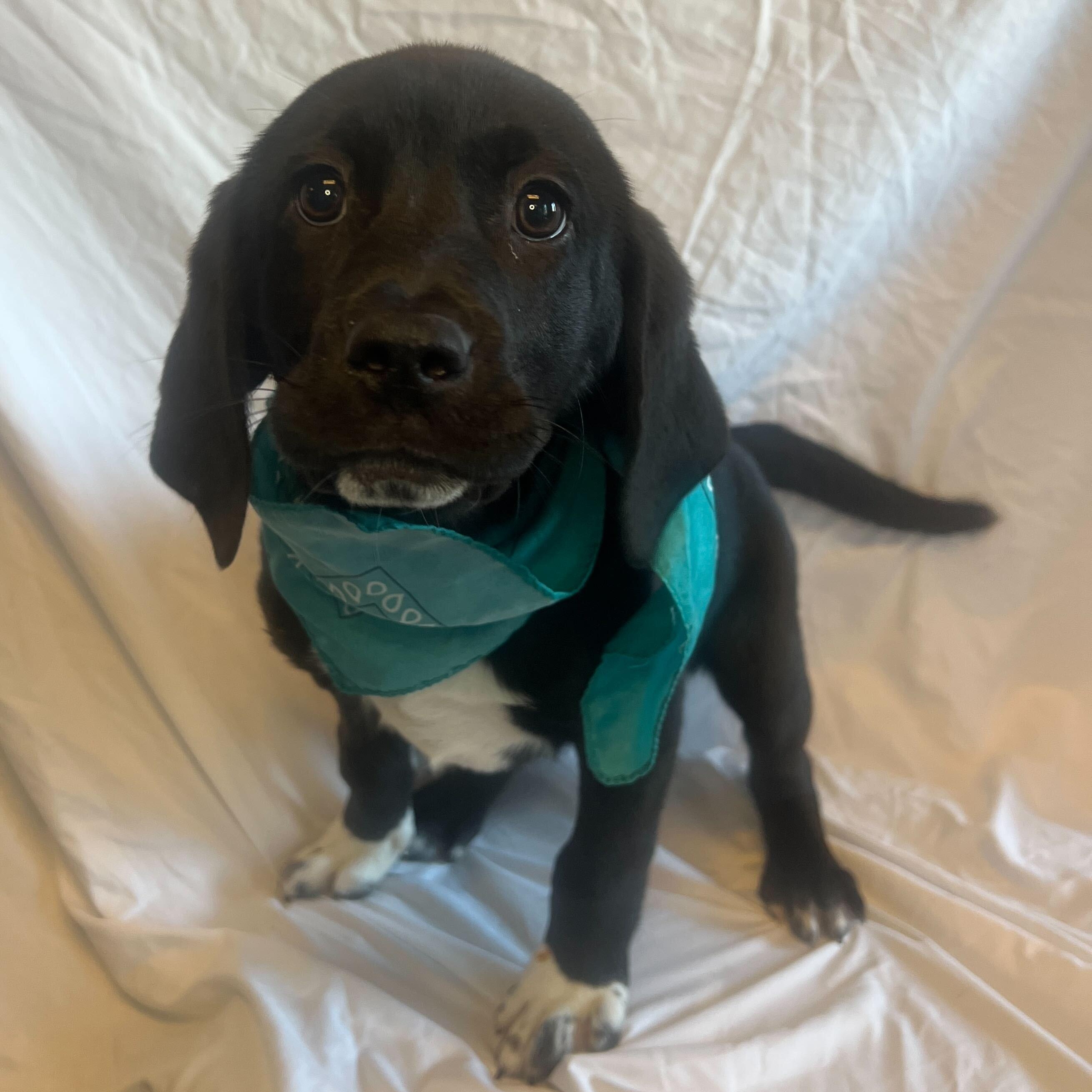 Shane, Adoptable, Puppy Male Mixed Breed.