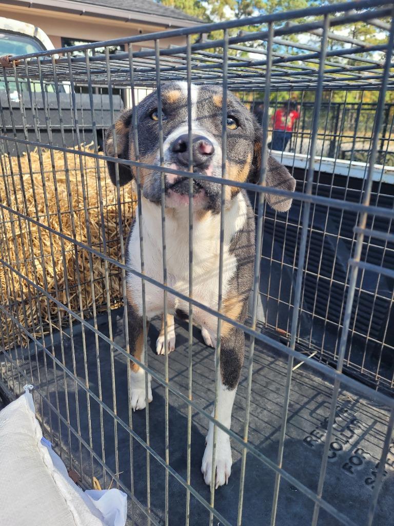 gracie, Adoptable, Young Female Hound & Pit Bull Terrier.