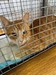 Burger, adopted, Young Male Domestic Short Hair.