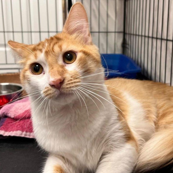 Enlarge Tigger, a Adopted Domestic Long Hair in Brooklyn, NY image 3/4