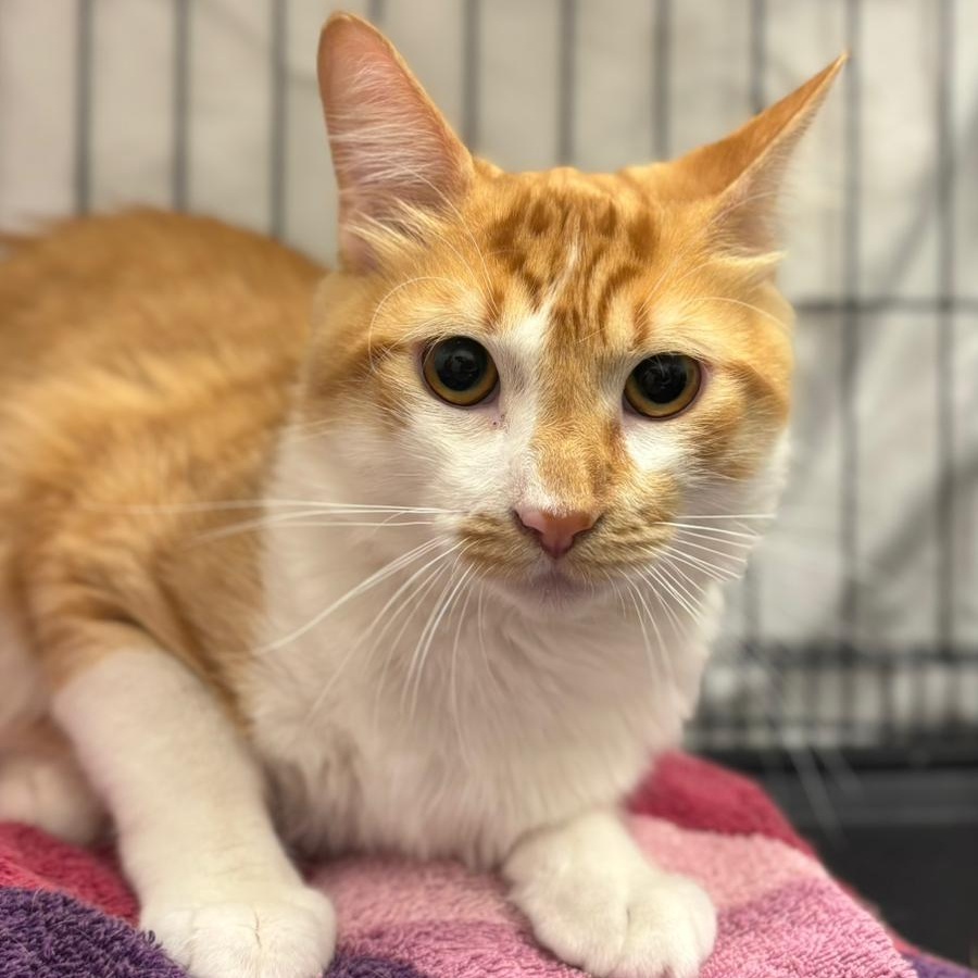 Tigger, Young Male Domestic Long Hair