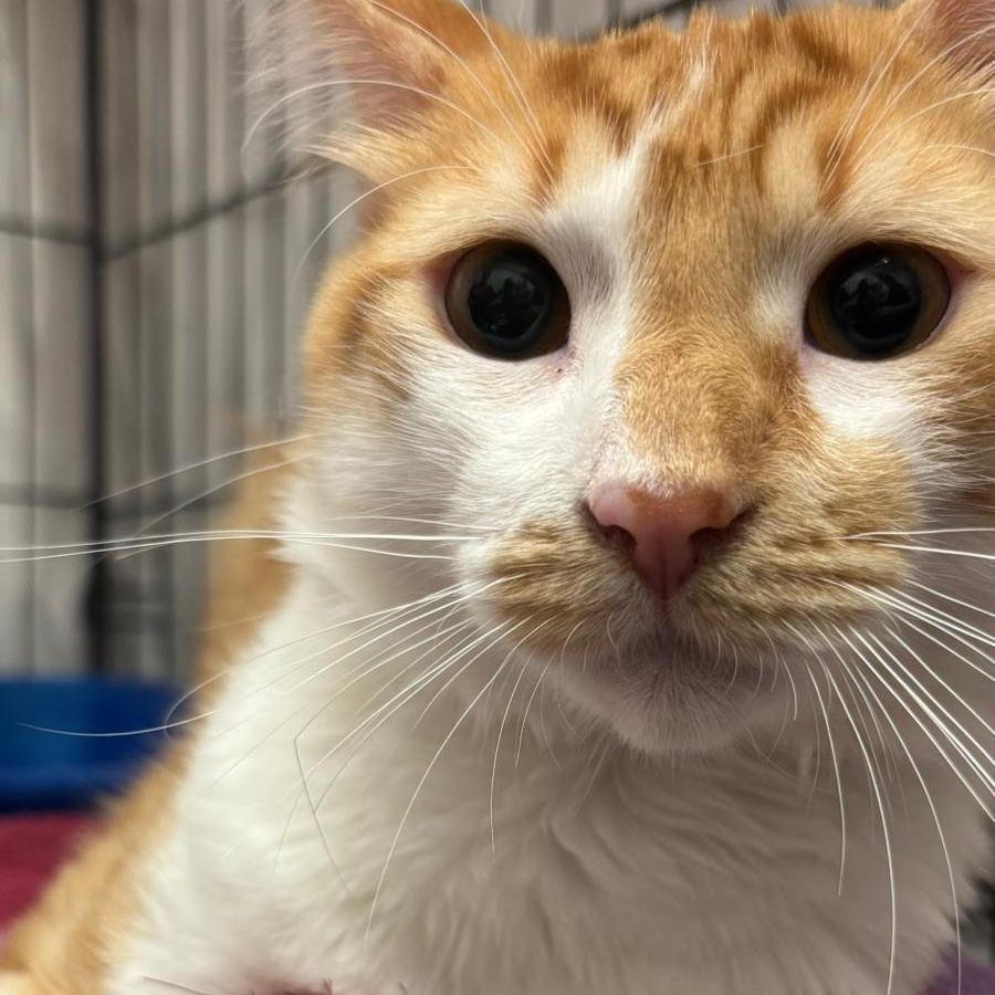 Enlarge Tigger, a Adopted Domestic Long Hair in Brooklyn, NY image 2/4