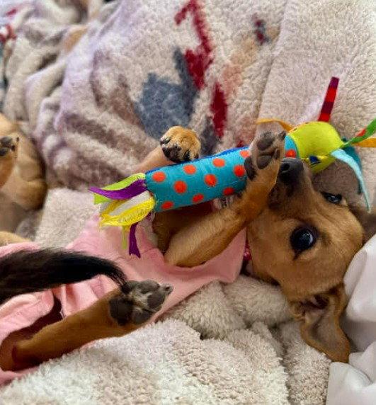 Mabel, Adopted, Puppy Female Chihuahua & Dachshund.