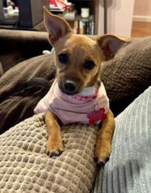 Mabel, a Adopted mixed breed in San Diego, CA image 2/3