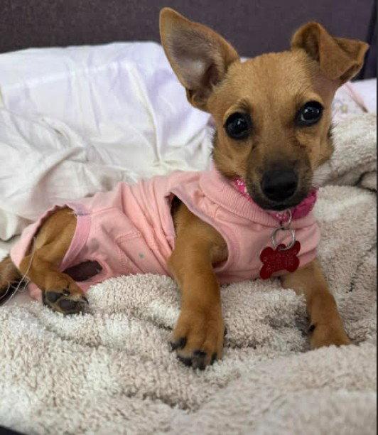 Mabel, a Adopted mixed breed in San Diego, CA image 3/3