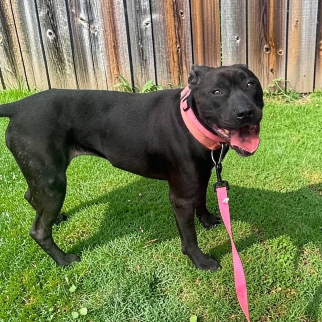 Enlarge Queen, a Adoptable mixed breed in Gallatin, TN image 1/4