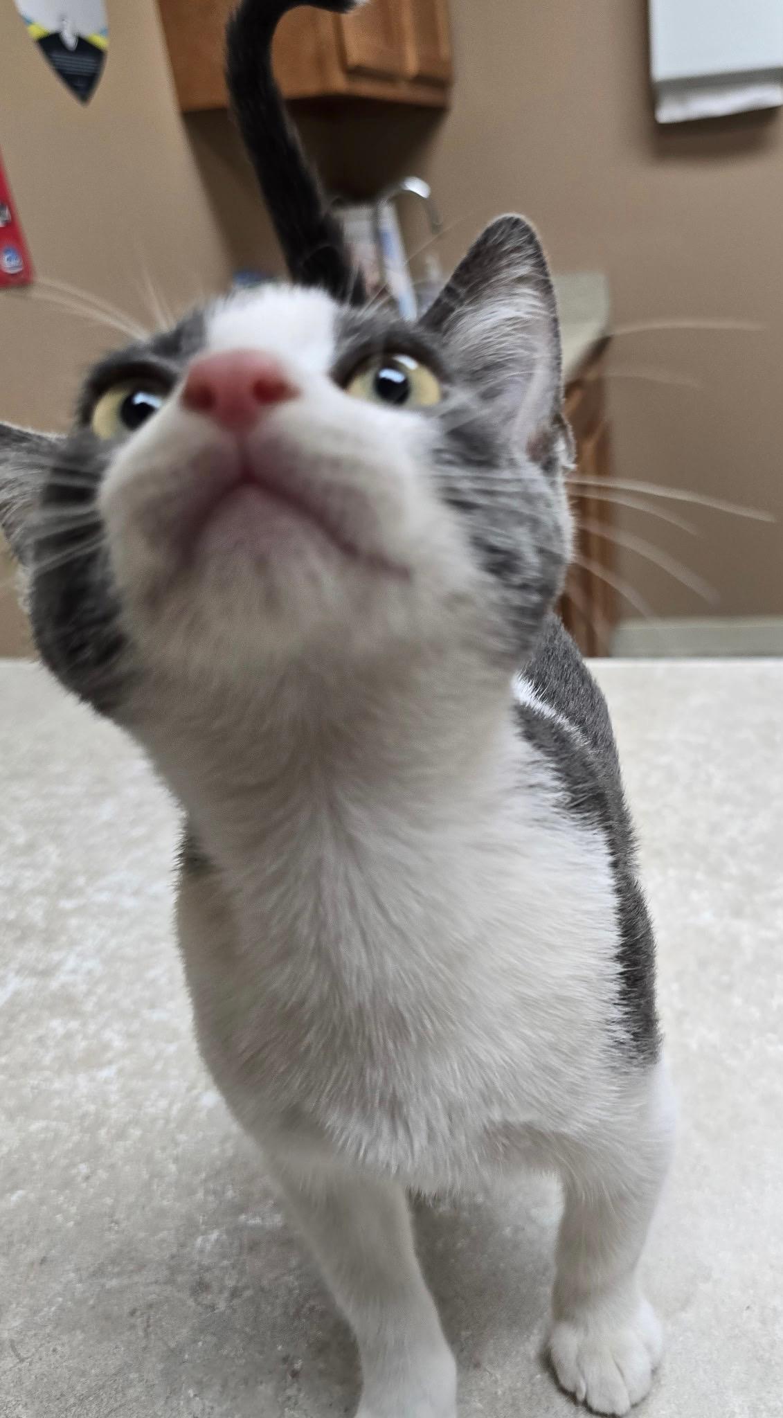 Marshmallow