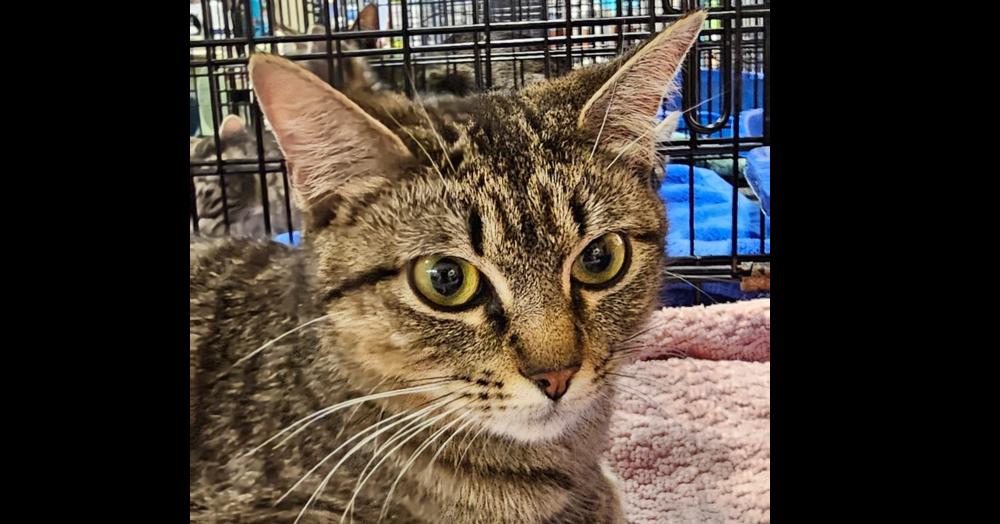 Turquoise, Adoptable, Adult Female Tabby & Domestic Short Hair.