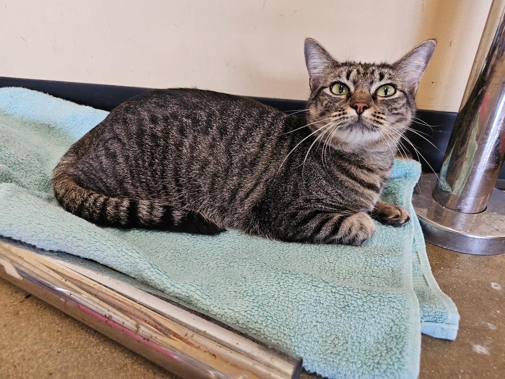 Turquoise, a Adoptable mixed breed in Powder Springs, GA image 2/5