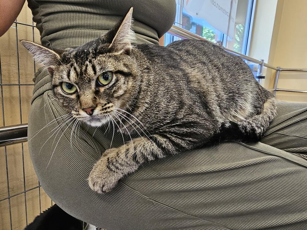 Turquoise, a Adoptable mixed breed in Powder Springs, GA image 3/5