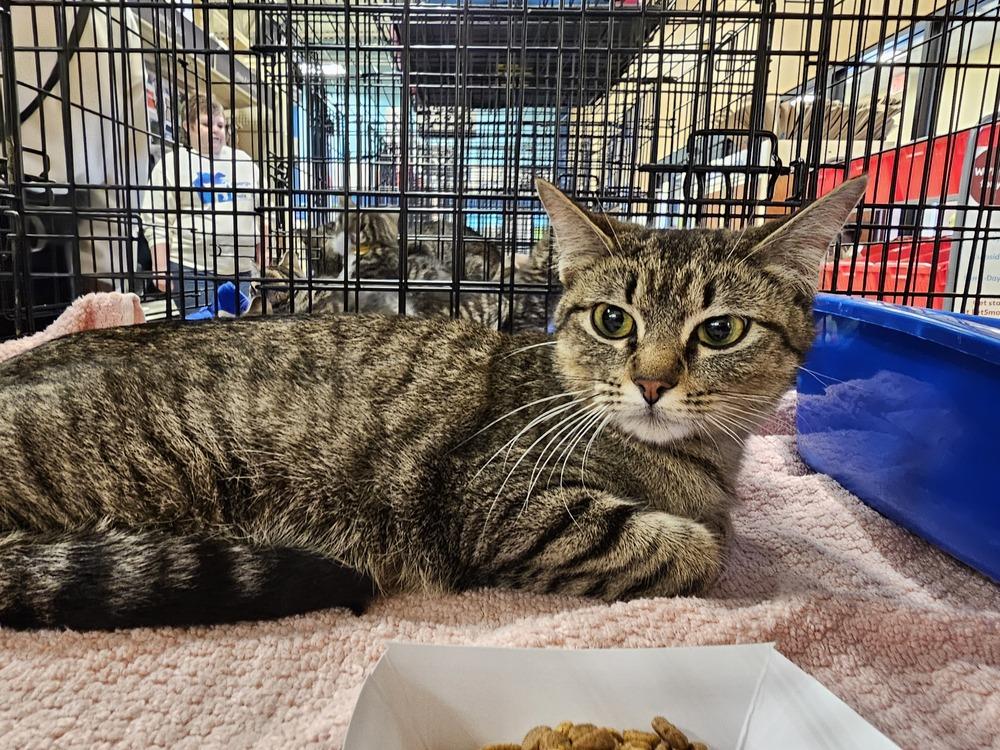 Turquoise, a Adoptable mixed breed in Powder Springs, GA image 4/5